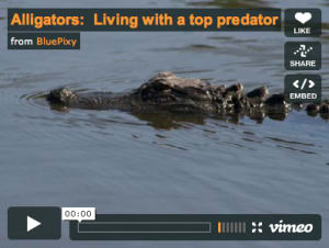 alligators-living-with-a-top-predator Alligators: Living with a top predator